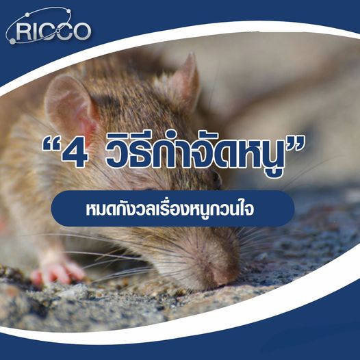 4 วิธีกำจัดหนู หมดกังวลเรื่องหนูกวนใจ